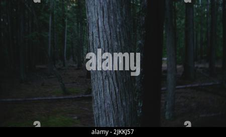 Una sera scura e spaventosa nei boschi con sottili tronchi di alberi vicini l'uno all'altro Foto Stock