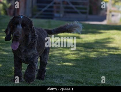 Una bella foto di un inglese Cocker Spaniel che corre al parco Foto Stock