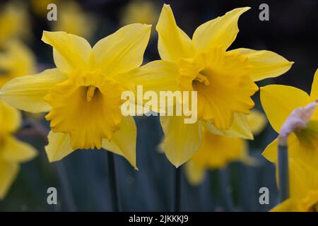 Un primo piano dei fiori di daffodil che crescono nel giardino su uno sfondo sfocato Foto Stock