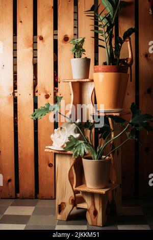 Un primo piano verticale dei vari tipi di piante poste su una mensola di legno Foto Stock