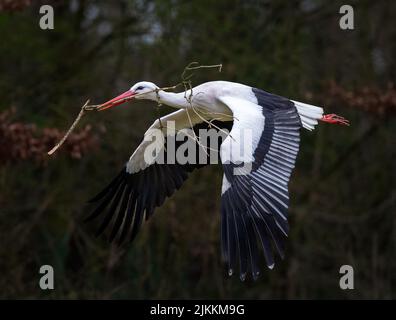 Un bel colpo di un uccello volante bianco cicogna con un ramoscello in bocca con alberi sfocati sullo sfondo Foto Stock