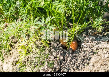 Radici non raccolte di carote di produzione biologica nel giardino. Foto Stock