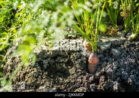 Radici non raccolte di carote di produzione biologica nel giardino. Foto Stock