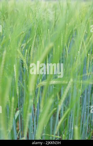 Primo piano di grano verde non maturato e steli Foto Stock