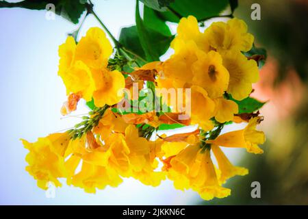 Un primo piano di fiori gialli di sambuco che fioriscono nel giardino durante il giorno con sfondo sfocato Foto Stock
