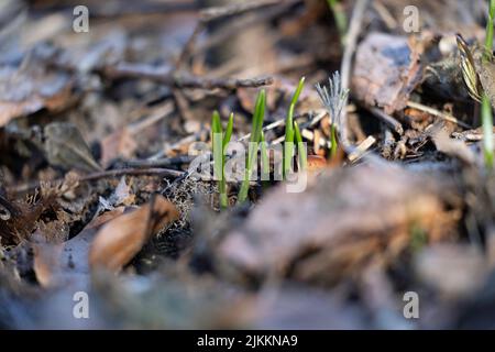 Un primo piano di piccole piante verdi che crescono nel bosco Foto Stock