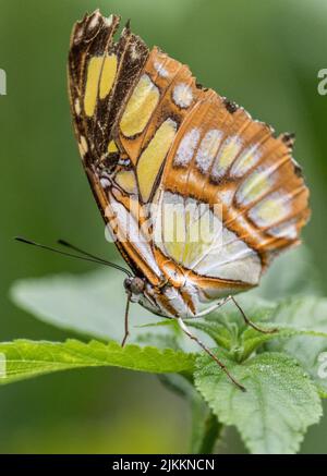 Un primo piano verticale di steleni di Siproeta, malachite sulla foglia verde. Foto Stock