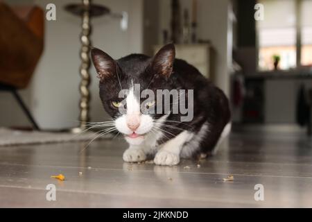 Un primo piano del gatto bicolore con catnip. Foto Stock