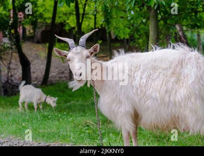 Una capra Saanen bianca che fissava la fotocamera Foto Stock