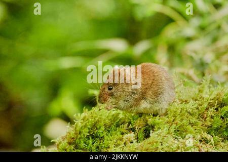 Bank vole, Myodes glareolus, in Woodland, Argyll, Scozia, REGNO UNITO Foto Stock