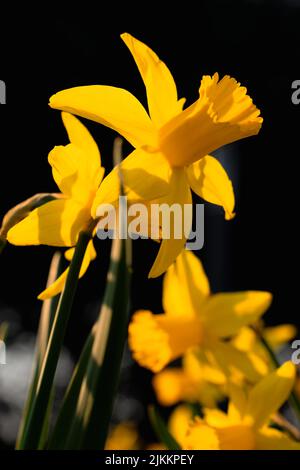 Un colpo verticale di un mazzo di narcisi selvatiche in un campo durante il giorno Foto Stock