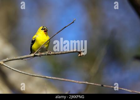 Un primo piano di un Goldfinch americano arroccato su un ramoscello su uno sfondo sfocato Foto Stock