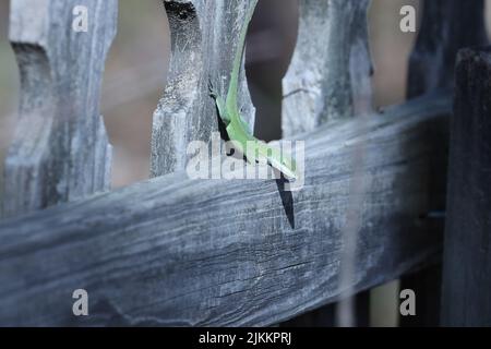 Un bel colpo di anola verde su una superficie di legno Foto Stock