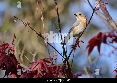 Un primo piano di un bluebird orientale arroccato su un albero su uno sfondo sfocato Foto Stock