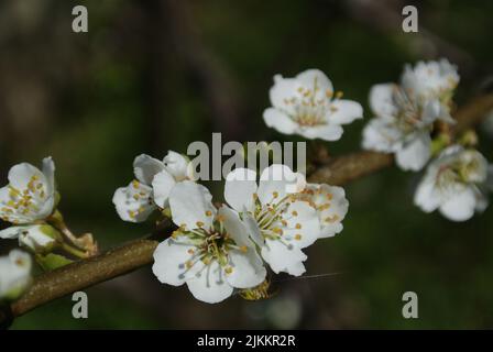 Un primo piano di un albero di biancospino fiorente fiori. Messa a fuoco superficiale. Primavera in Lettonia. Foto Stock