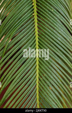 Un primo piano di una grande foglia verde Foto Stock