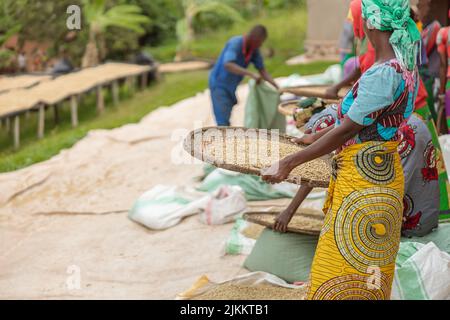 Le lavoratrici che si smistano attraverso le ciliegie di caffè nella regione del Ruanda Foto Stock