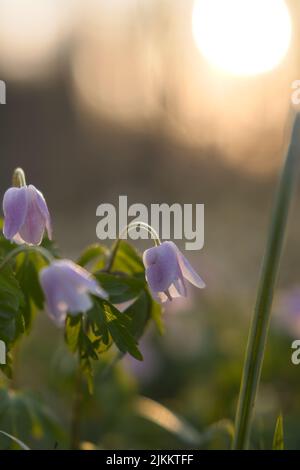 Un primo piano di fiori di anemone in legno che fioriscono nel giardino in una giornata di sole con sfondo sfocato Foto Stock
