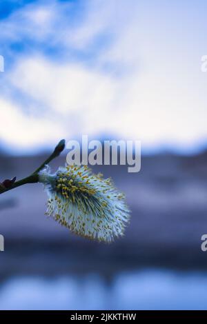 Un primo piano di una pianta di capra salice in un giardino alla luce del giorno con sfondo sfocato Foto Stock