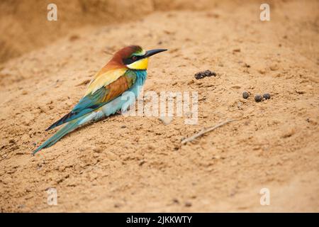 Piccolo uccello europeo colourful dell'apicolora con piumaggio luminoso e becco lungo seduto su terra asciutta nella natura il giorno d'estate Foto Stock