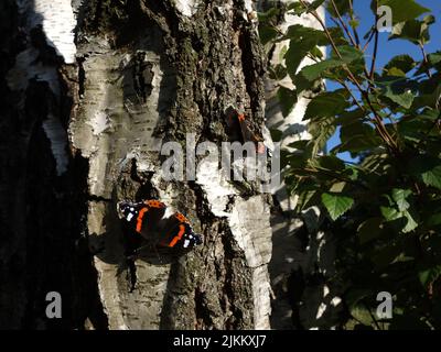 Farfalle, Ammiraglio Rosso, Vanessa Atalanta, crogiolarsi al sole su un tronco di betulla. Foto Stock