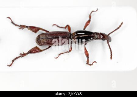 Wevil dritto snouted (Brentidae sp). Brentidae è una famiglia cosmopolita di coleotteri principalmente xilofagi, noti anche come malvagie a serpente dritto. Foto Stock