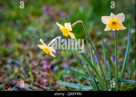 Un bel daffodil fiori in un giardino. Bellezza della natura Foto Stock