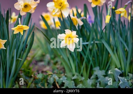 Un bel colpo di fiori gialli narciso nel campo in una giornata di sole Foto Stock
