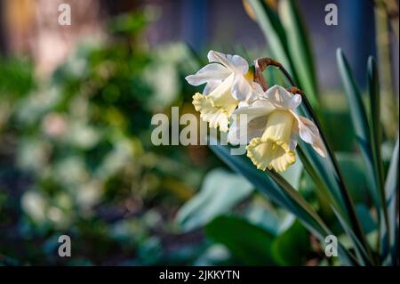 Un bel daffodil bianco fiori in un giardino. Bellezza della natura Foto Stock