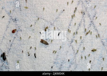 Una grande diversità di insetti attirati dalla luce di una lampadina di notte allo schermo. Foto Stock