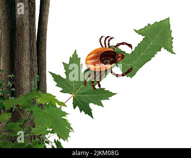 DeerTick aumento e insetto Tick-Borne parassita rischio nel deserto su una foglia verde come un pauroso mite bug per il pericolo della malattia di lyme. Foto Stock