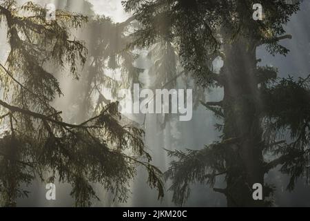 La foresta pluviale di sequoie sceniche della California è coperta dalla nebbia mattutina. Paesaggio di bosco primo piano. Foto Stock