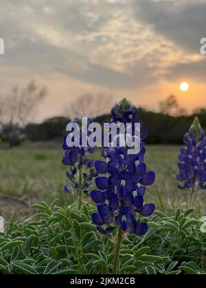 Un primo piano di fiori Bluebonnet fiorire in un campo aperto su uno sfondo tramonto Foto Stock