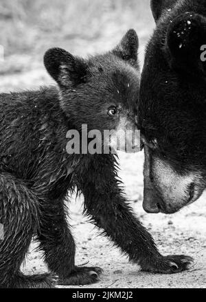 Un primo piano dell'orso del bambino e dell'orso della madre Foto Stock