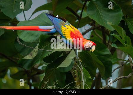 Un pappagallo colorato in piedi su un piccolo ramo e mangiare nel Parco Nazionale Manuel Antonio, Quepos, Costa Rica Foto Stock