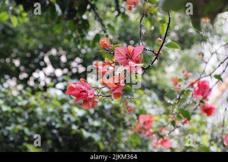 Un primo piano di bellissimi fiori rosa di bougainvillea glabra in un giardino Foto Stock