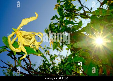 Un basso angolo di raggi di sole che cadono su un fiore coperto di goccioline d'acqua Foto Stock