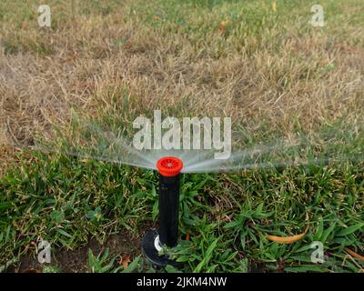 Primo piano dell'irrigatore automatico che annaffia l'erba che muore durante la siccità Foto Stock