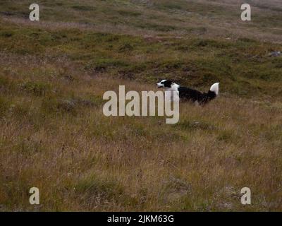 Un cane bianco e nero runnign nel verde campo collinare in Islanda Foto Stock