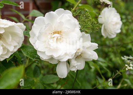 Dettaglio di petali di rosa bianchi in aiuola Foto Stock