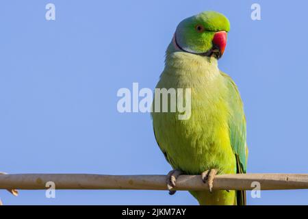 Un primo piano di un parakeet rosato su un filo contro un cielo limpido e senza nuvole Foto Stock