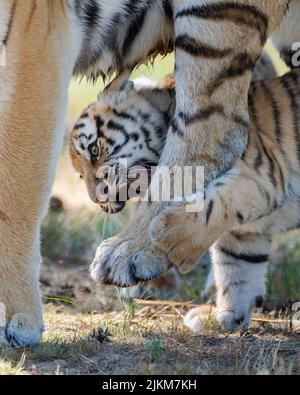 Un colpo verticale di una tigre selvaggia con il suo cucciolo su uno sfondo scuro Foto Stock