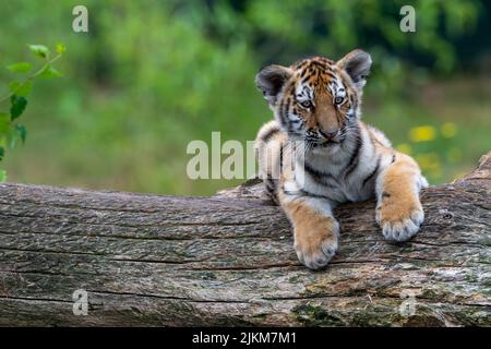 Un cucciolo di tigre selvaggio carino che giace giù su un ceppo di legno su uno sfondo sfocato Foto Stock