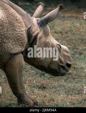 Un primo colpo di rinoceronte a piedi sul terreno erboso dello zoo Foto Stock