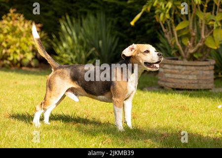 Beagle cane giocare in giardino Foto Stock