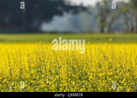 Una vista panoramica di un campo di senape, perfetto per la carta da parati Foto Stock