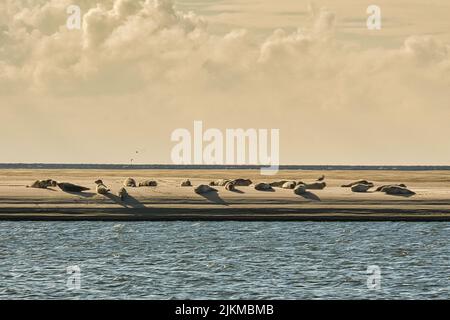 Foche in Danimarca a Blåvand su un banco di sabbia a bassa marea. Relax famiglie riposo. Prendere il sole e prepararsi per la prossima caccia al pesce Foto Stock