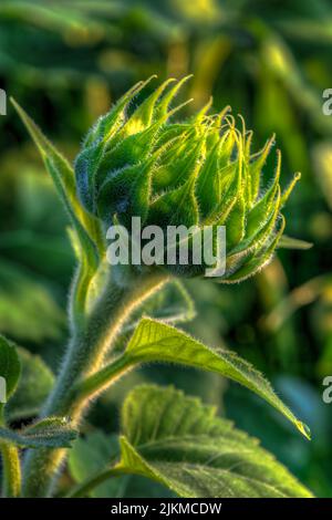 Girasole inaperto testa verticale - estate Foto Stock