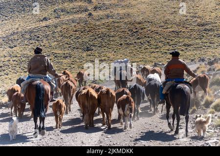 I pastori scagliano il gregge di mucche su una strada polverosa, vista da dietro in Patagonia, Argentina Foto Stock