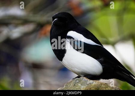 Un primo piano di un bellissimo uccello Magpie bianco e nero seduto su una pietra su uno sfondo sfocato Foto Stock
